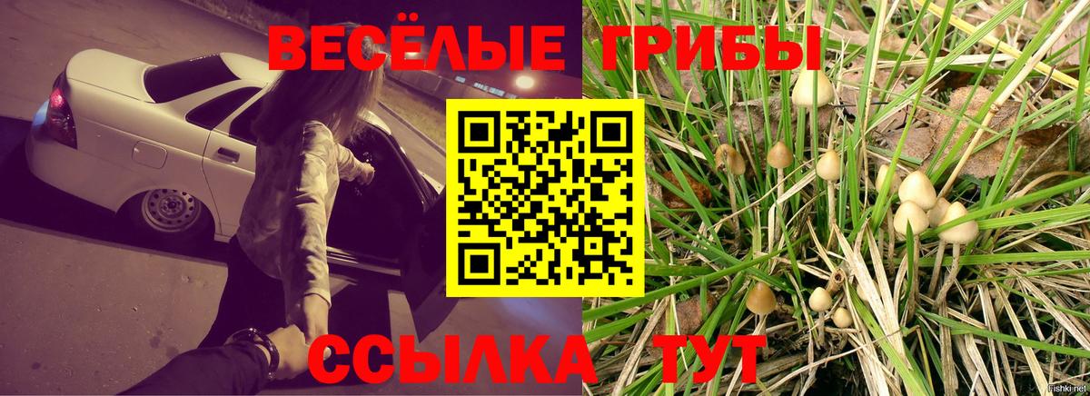 Псилоцибиновые грибы Cubensis Сальск